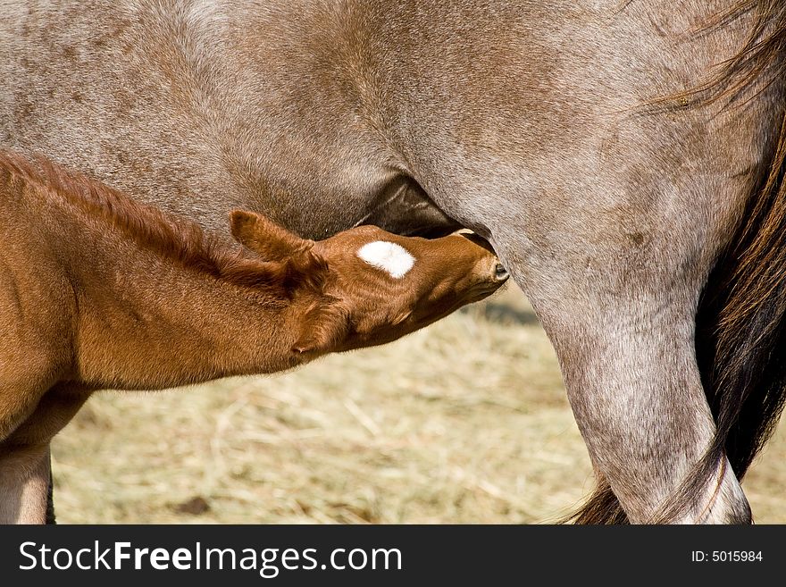 Red roan quarter horse foal nursing.