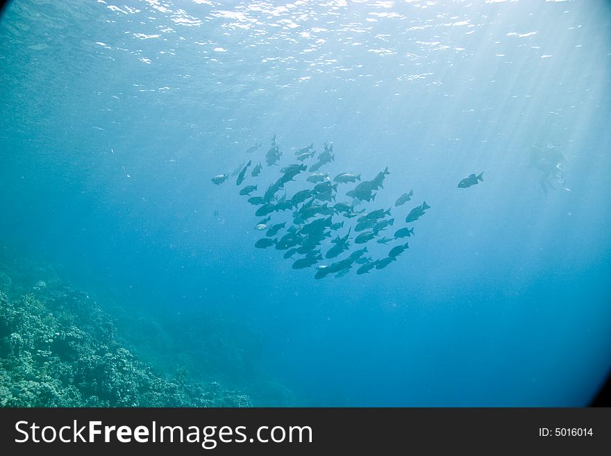 Black and white snapper (Macolor niger)