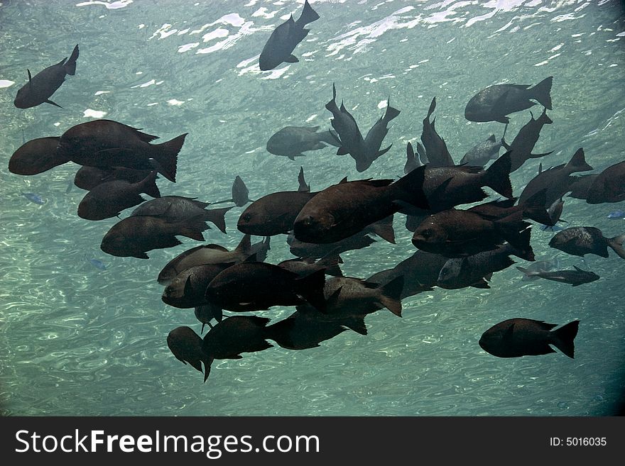 Black and white snapper (Macolor niger)