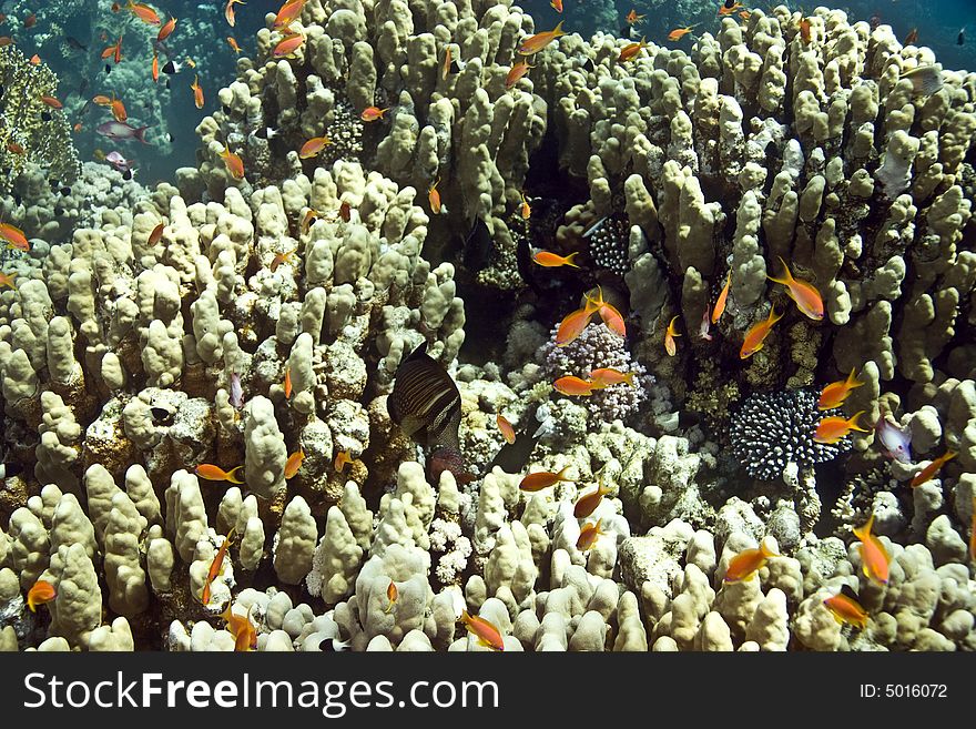 Coral and fish taken in Middle Garden.