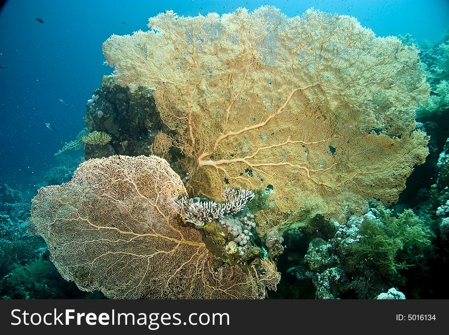 Seafan, Coral And Fish