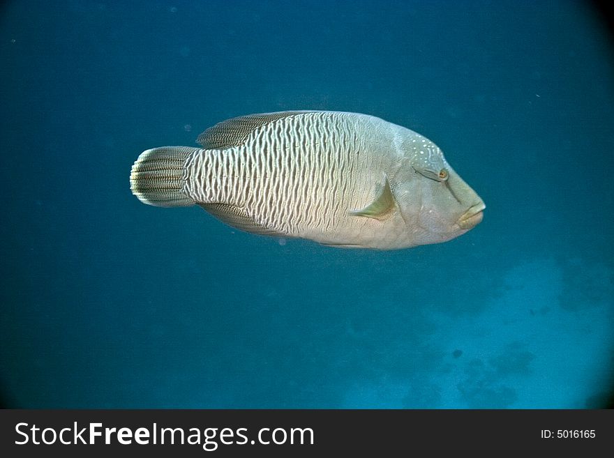 Napoleon Wrasse (cheilinus Undulatus)