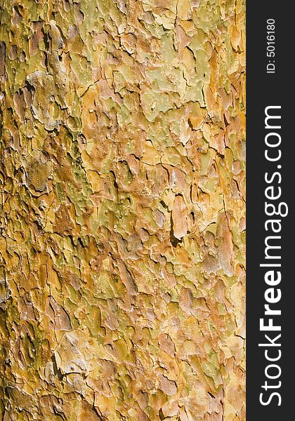 Thin bark of Scotch pine (Pinus sylvestris). Thin bark of Scotch pine (Pinus sylvestris)