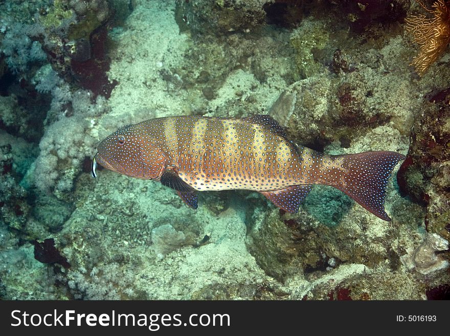 Red sea coralgrouper (Plectropomus pessuliferus) taken in Middle Garden.