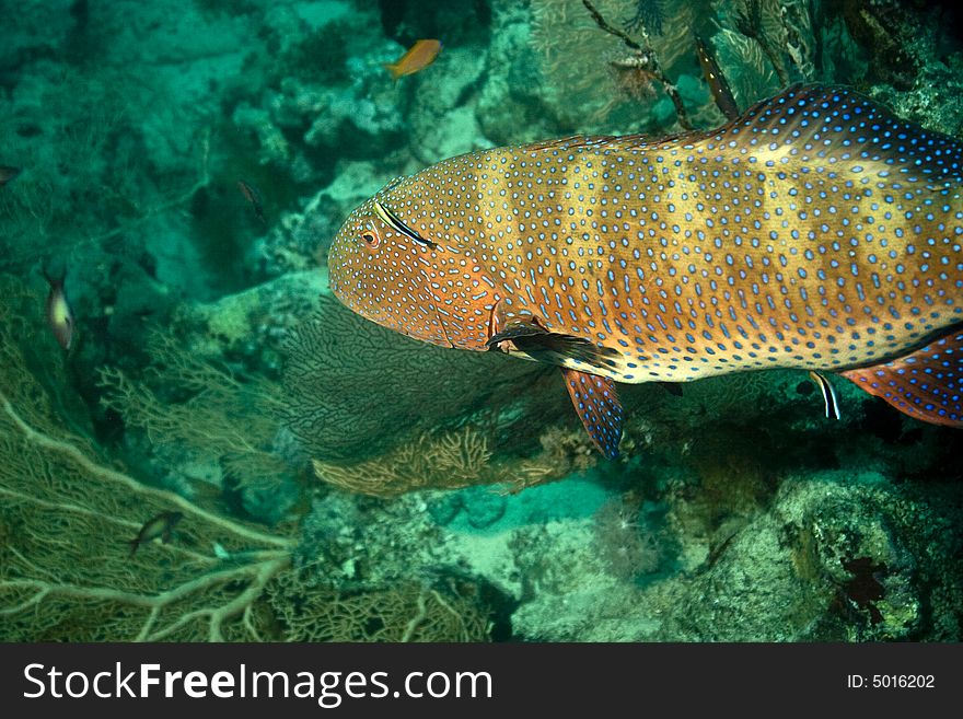 Red Sea Coralgrouper (Plectropomus Pessuliferus)