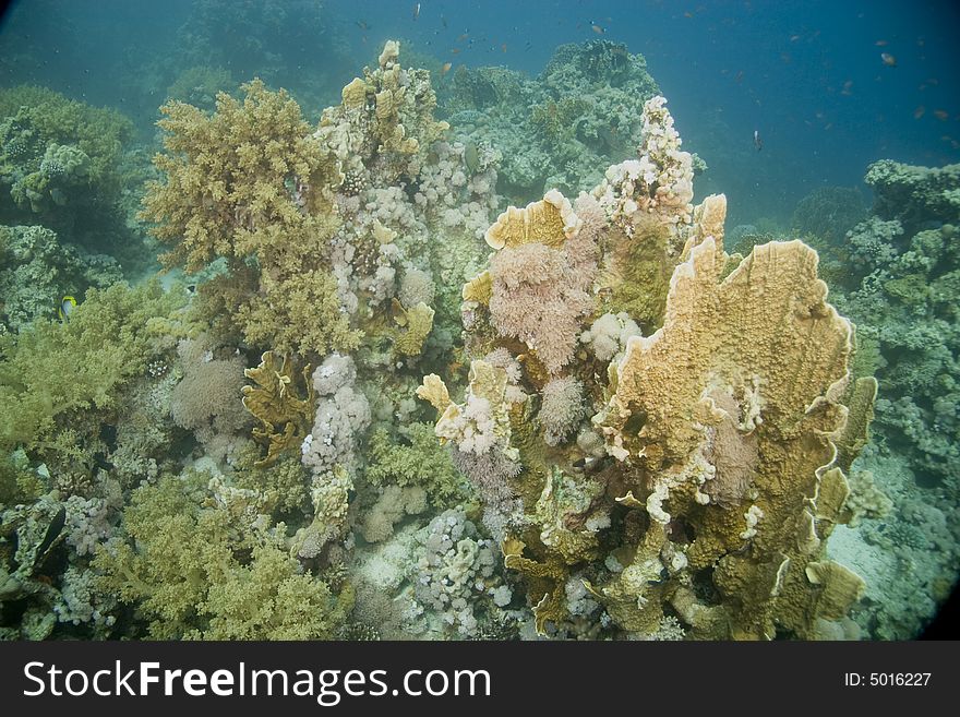 Coral and fish taken in Middle Garden.