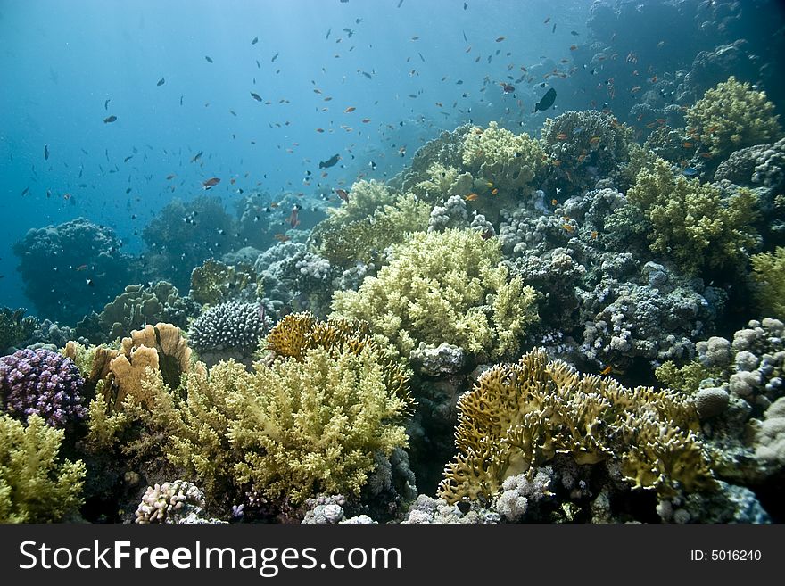 Coral And Fish