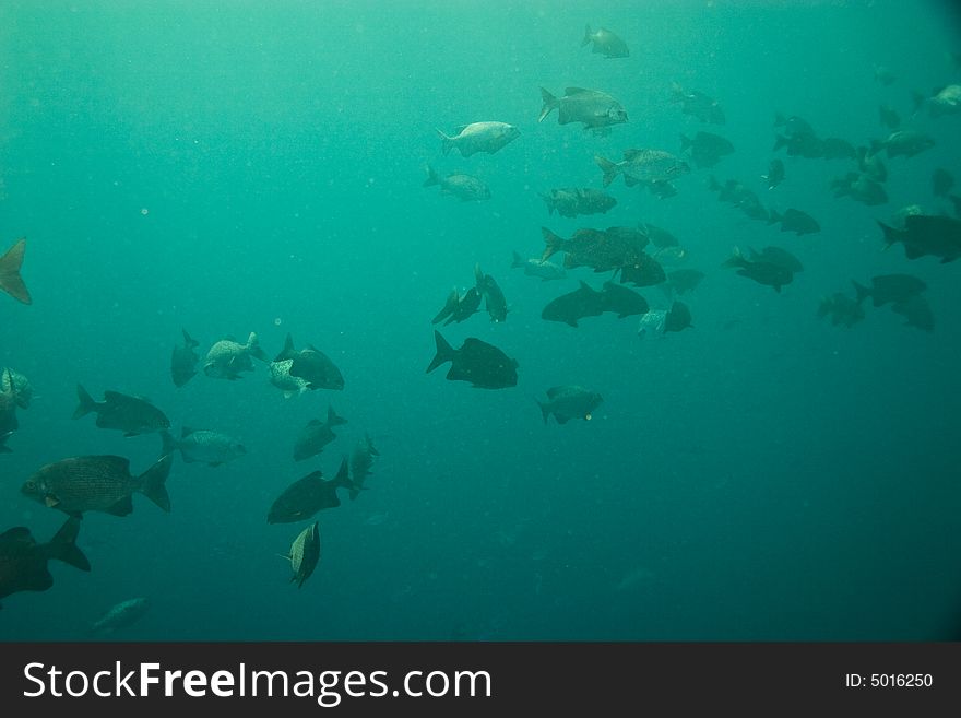 Black and white snapper (Macolor niger)