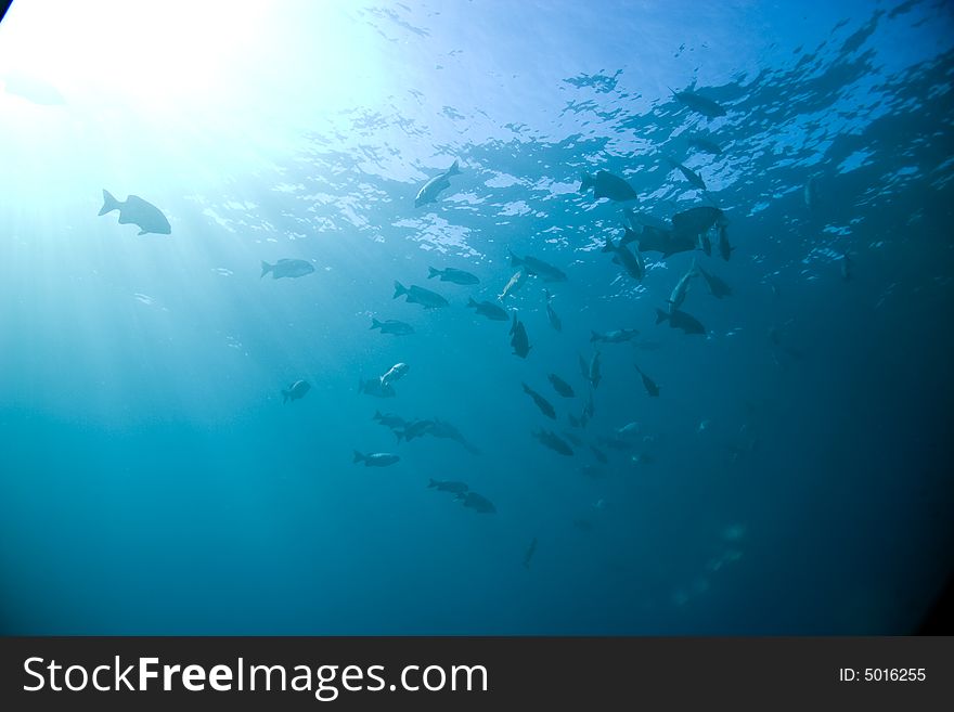 Black and white snapper (Macolor niger)