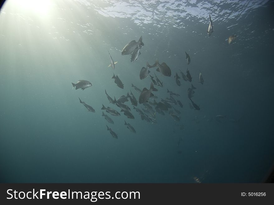 Black And White Snapper (Macolor Niger)