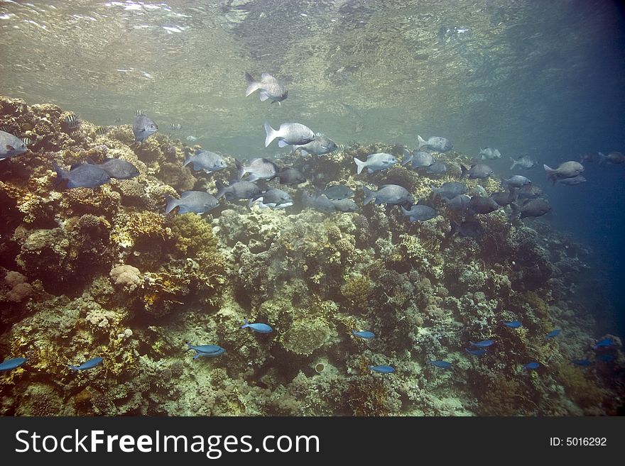 Black and white snapper (Macolor niger)