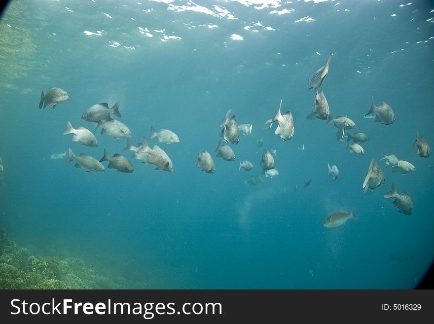 Black and white snapper (Macolor niger)