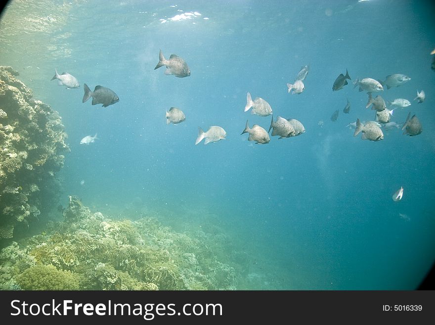 Black And White Snapper (Macolor Niger)