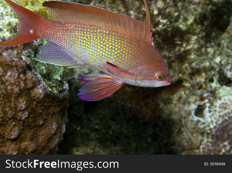 Lyretail anthias (pseudanthias squamipinnis) taken in Middle Garden.