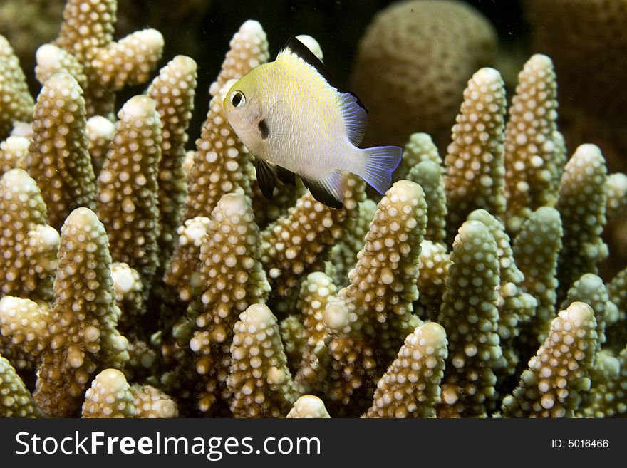 Red Sea Dascyllus (dascyllus Marginatus)