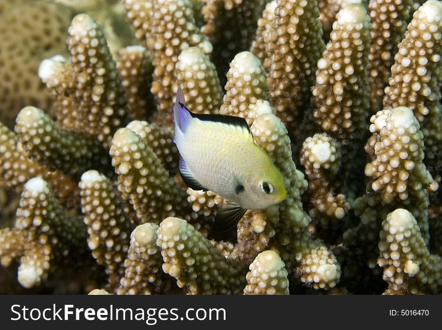 Red sea dascyllus (dascyllus marginatus)