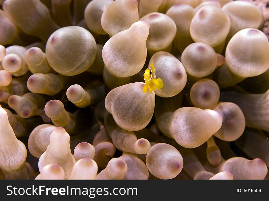 Red sea anemonefish juv. (Amphipiron bicinctus)