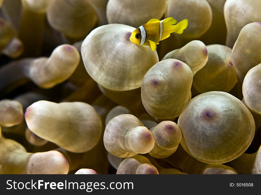 Red Sea Anemonefish Juv. (Amphipiron Bicinctus)