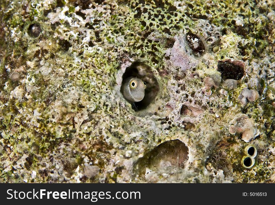 dentex blenny (escensius dentex) taken in Middle Garden.