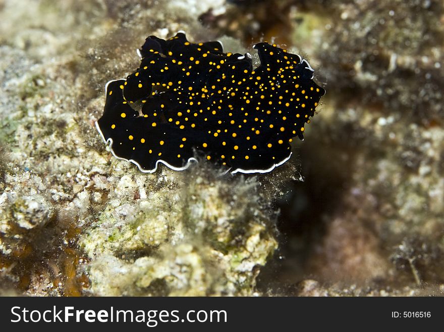 Gold dotted flatworm (thysanozoon sp.)
