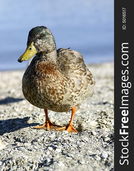 A curious New Zealand native duck, keeping an eye on you!. A curious New Zealand native duck, keeping an eye on you!