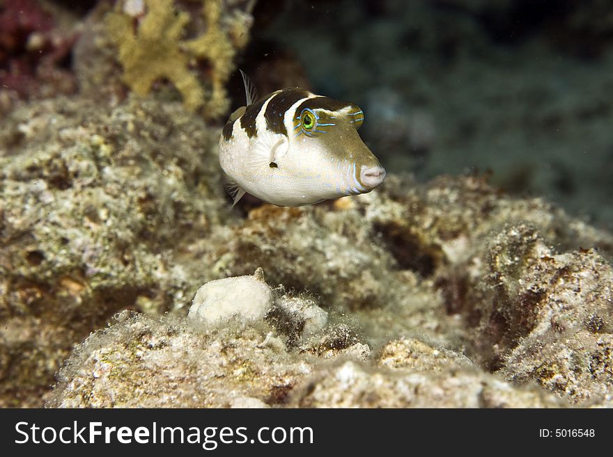 Crowned Toby (canthigaster Coronata)