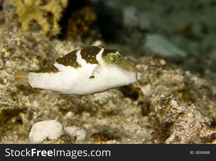 Crowned Toby (canthigaster Coronata)