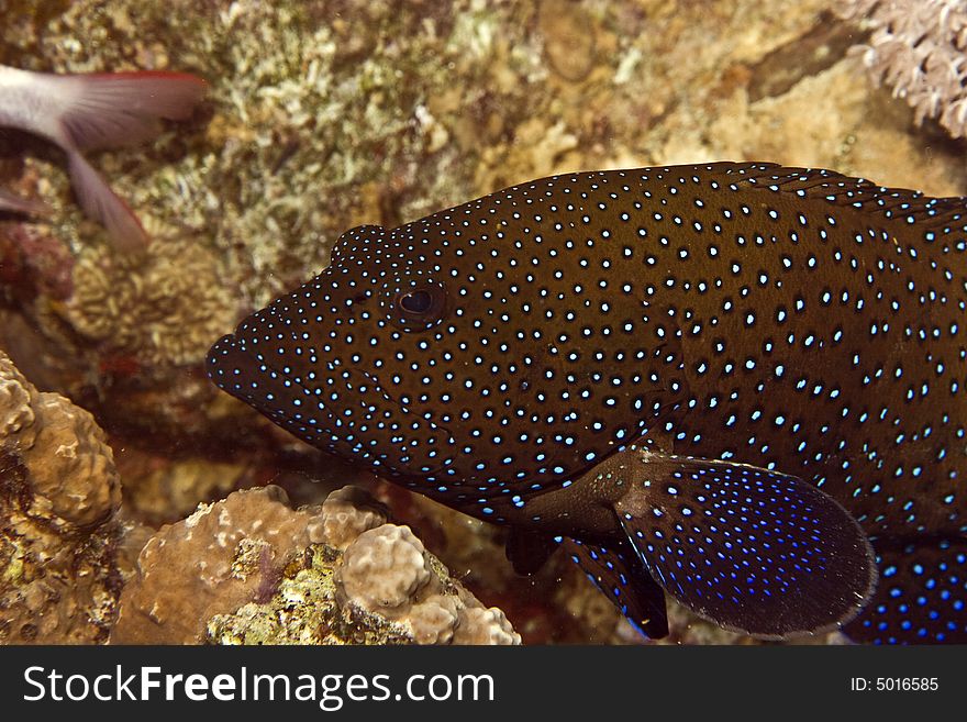 Peacock grouper (cephalopholis argus) taken in Middle Garden.