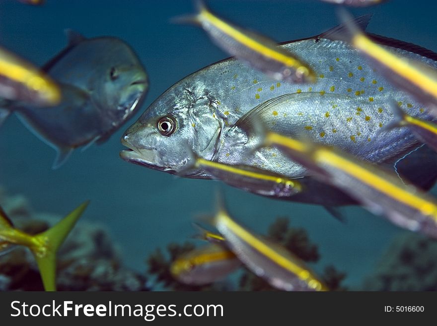 Orangespotted trevally (carangoides bajad) taken in Middle Garden.