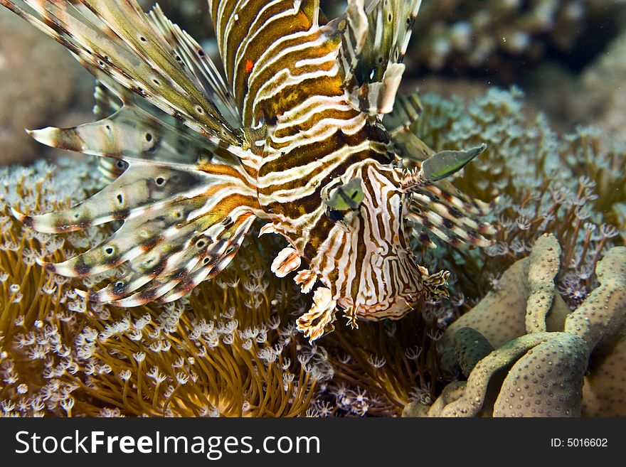 Common lionfish (pterois miles)