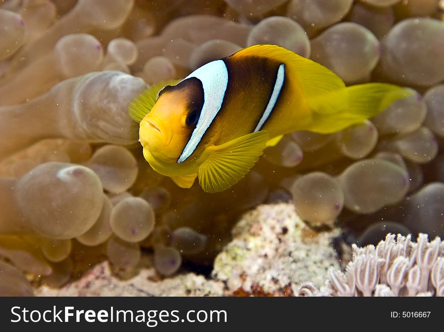 Bubbleanemone And Anemonefish