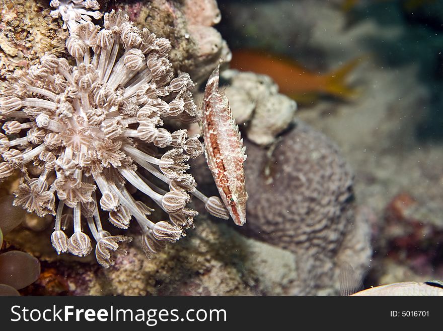 Longnose hawkfish (cirrhitus pinnulatus) taken in Middle Garden.