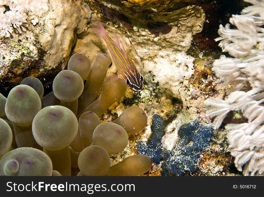 Yellow-striped Cardinalfish ( Apogon Cyanosoma)