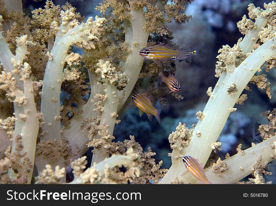 Yellow-striped cardinalfish ( apogon cyanosoma) taken in Middle Garden.