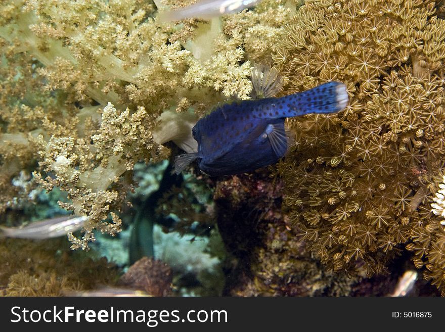 Bluetail trunkfish (ostracion cyanurus) taken in Middle Garden.