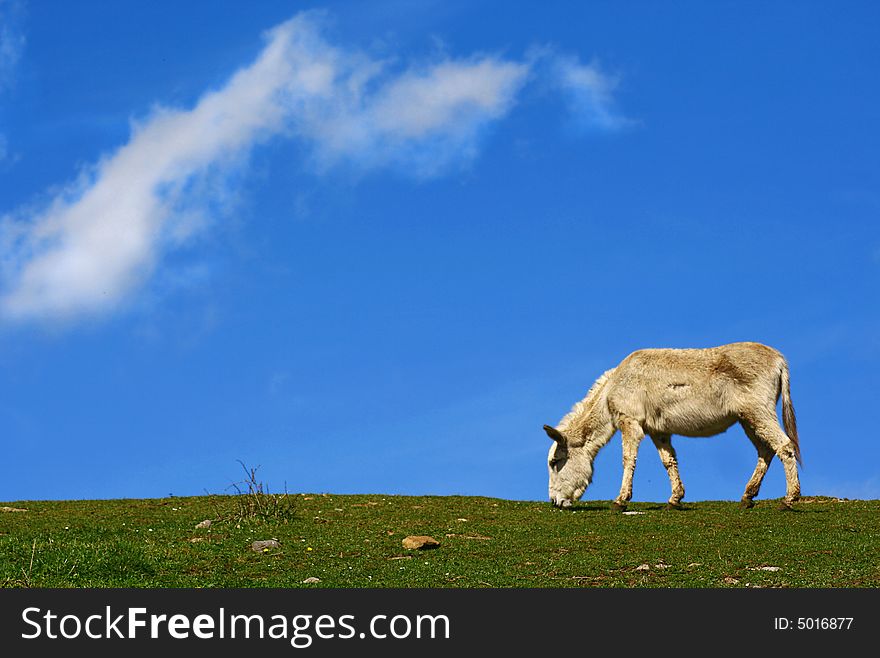 An image of a white donkey eating grass