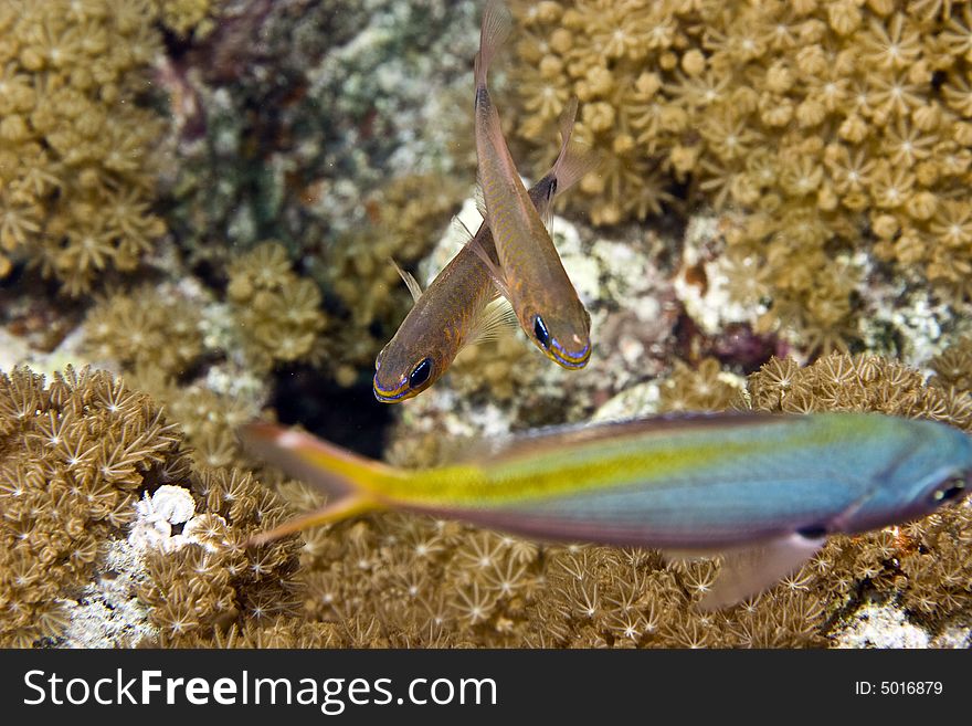 Yellow-striped cardinalfish ( apogon cyanosoma)