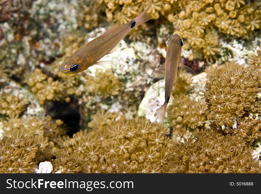 Yellow-striped cardinalfish ( apogon cyanosoma) taken in Middle Garden.