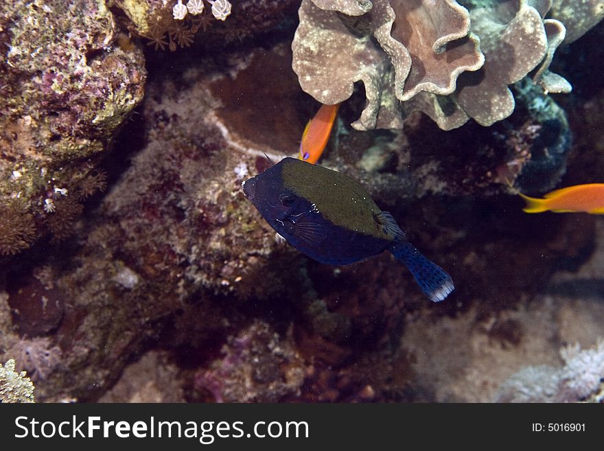 Bluetail Trunkfish (ostracion Cyanurus)