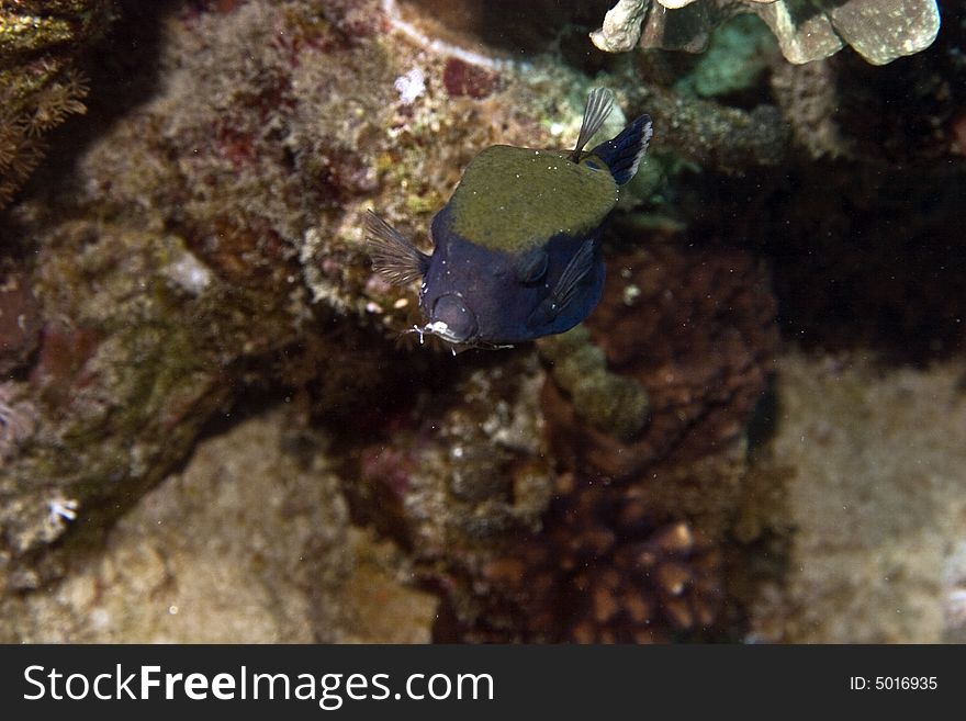 Bluetail trunkfish (ostracion cyanurus)
taken in Middle Garden.
