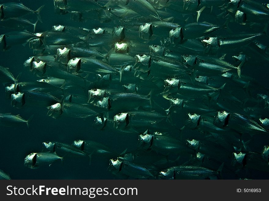 Striped mackerel (rastrelliger kanagurta)