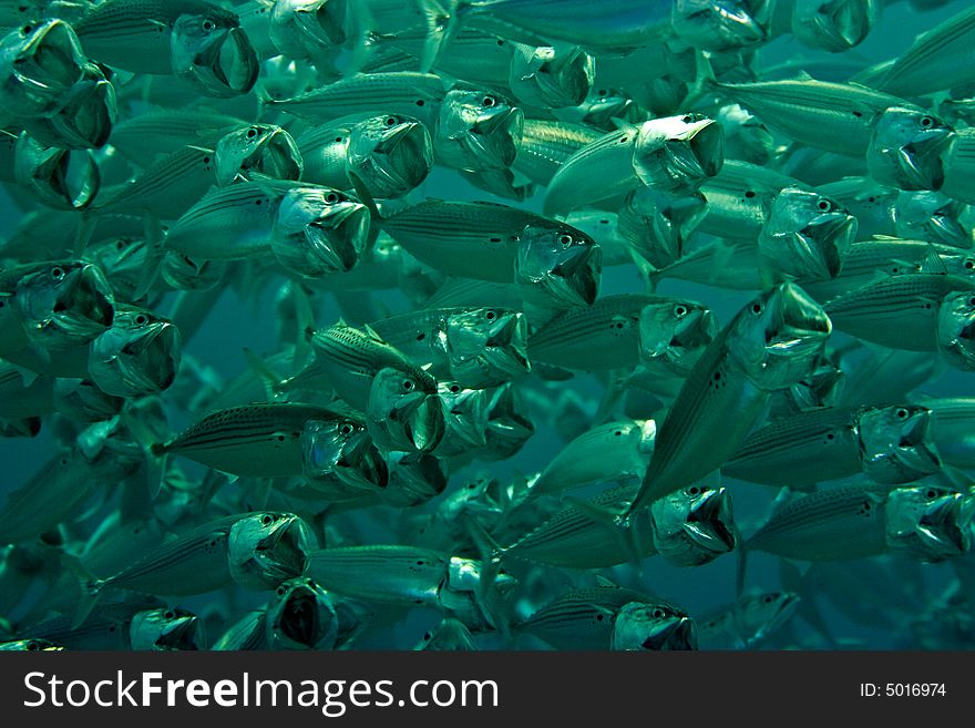 Striped Mackerel (rastrelliger Kanagurta)