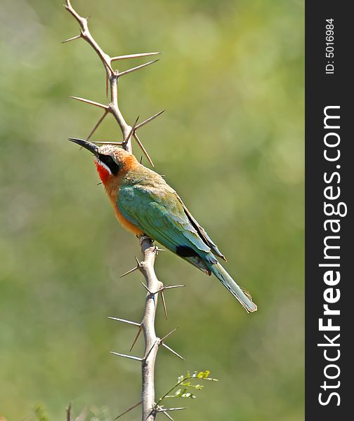 White fronted bee eater taken near lower sabie in the kruger national park