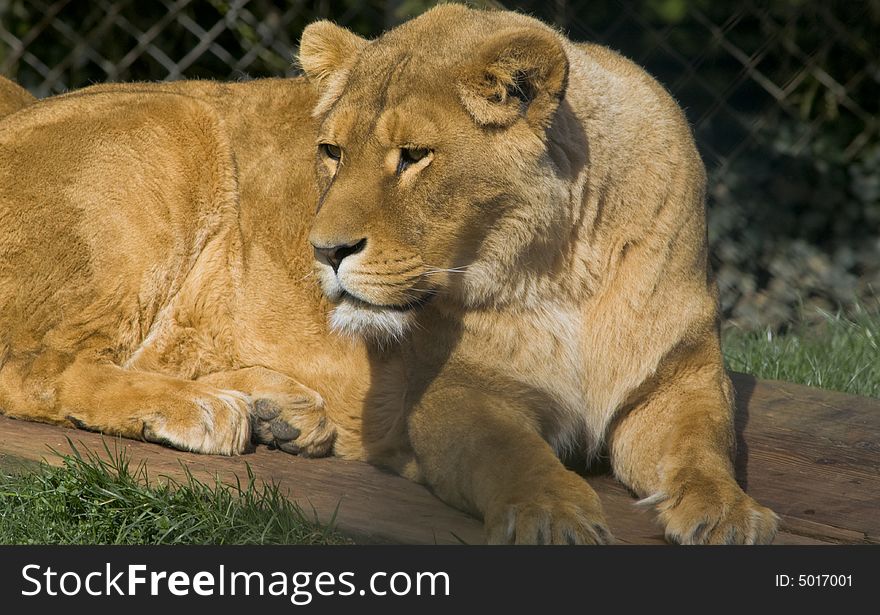 Female lion waits for the next sleep. Female lion waits for the next sleep