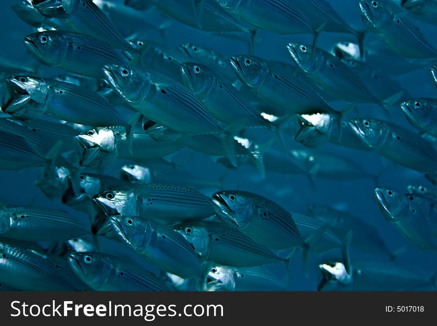 Striped mackerel (rastrelliger kanagurta) taken in Middle Garden.