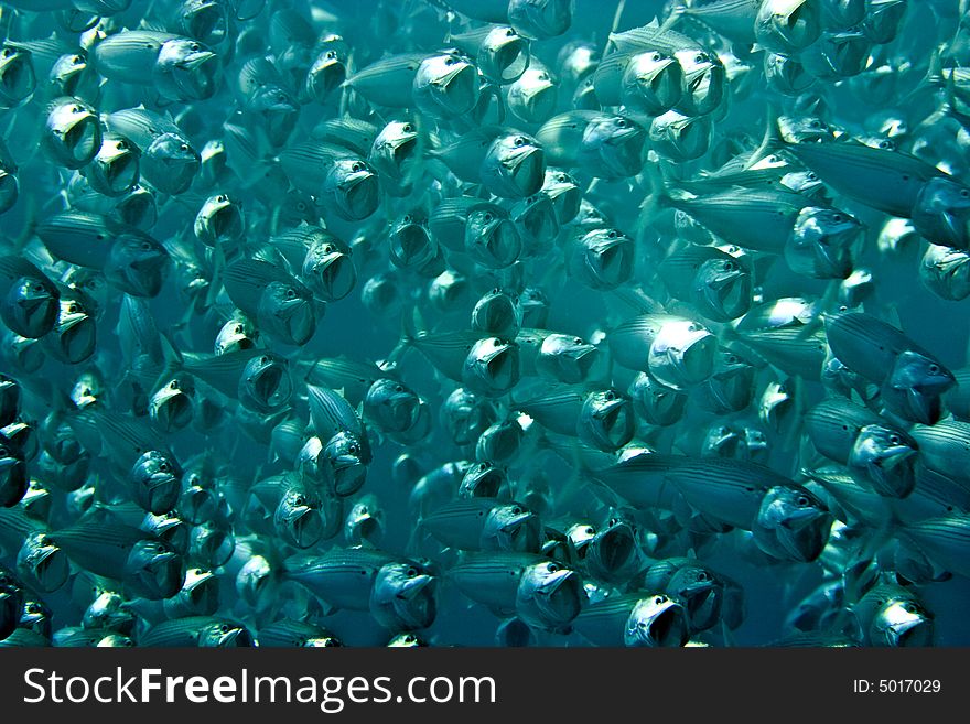 Striped Mackerel (rastrelliger Kanagurta)