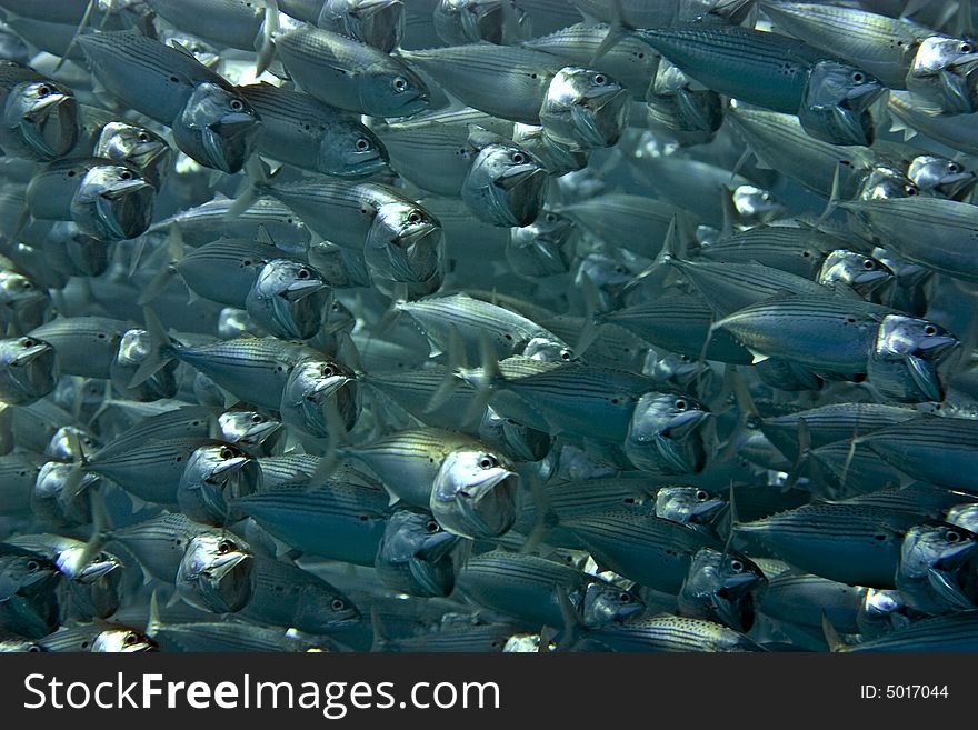 Striped mackerel (rastrelliger kanagurta)