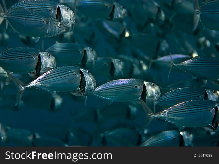 Striped Mackerel (rastrelliger Kanagurta)