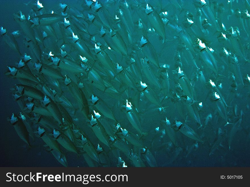 Striped Mackerel (rastrelliger Kanagurta)