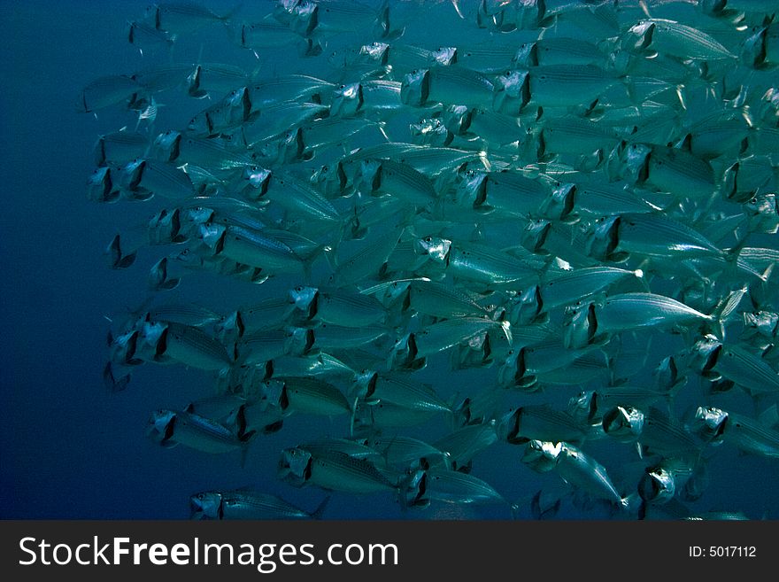 Striped Mackerel (rastrelliger Kanagurta)